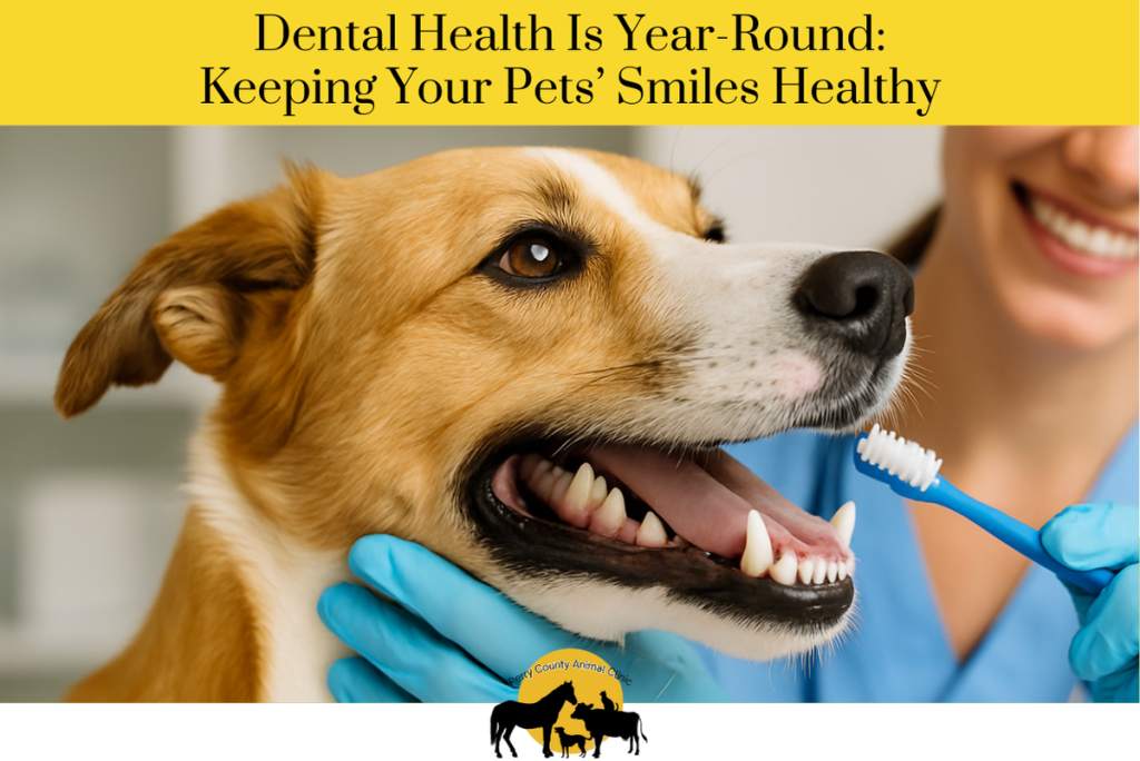 Dental Health Is Year-Round Keeping Your Pets’ Smiles Healthy
