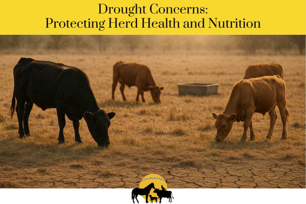 Drought Concerns Protecting Herd Health and Nutrition