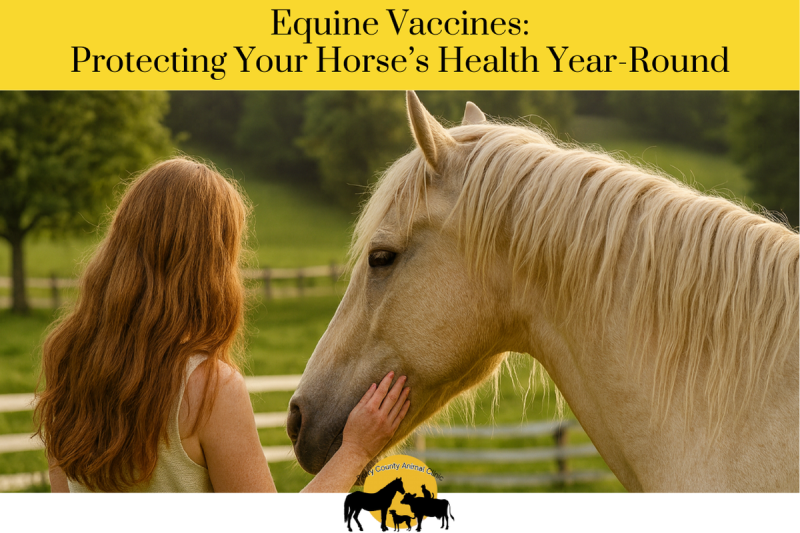 Equine Vaccines Protecting Your Horse’s Health Year-Round