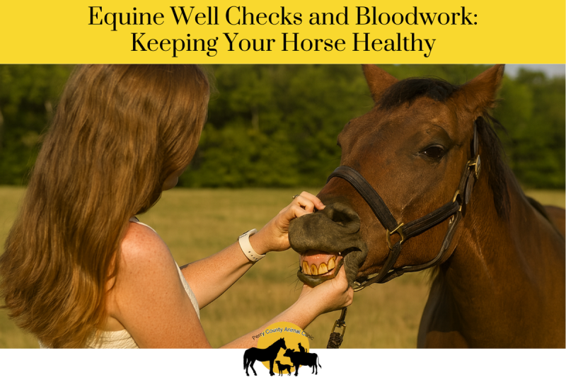 Equine Well Checks and Bloodwork Keeping Your Horse Healthy