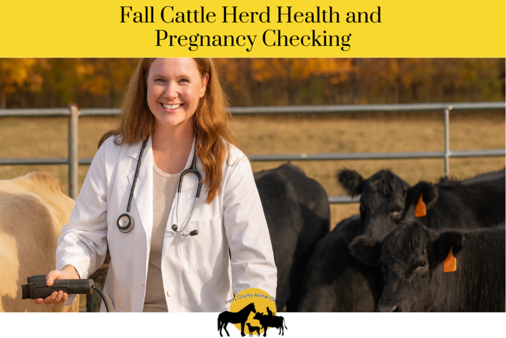 Fall Cattle Herd Health and Pregnancy Checking