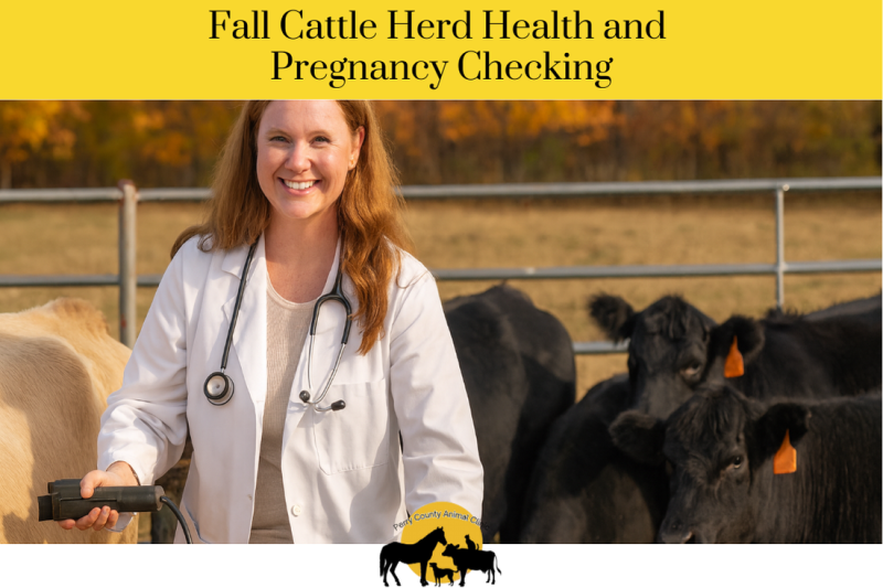 Fall Cattle Herd Health and Pregnancy Checking