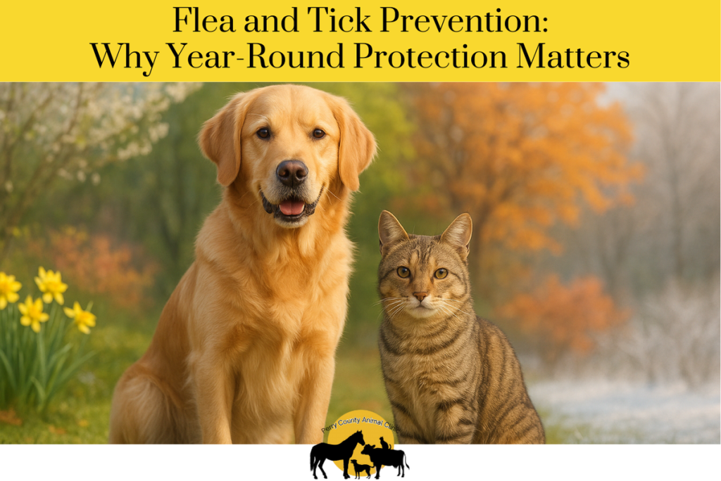 Flea and Tick Prevention Why Year-Round Protection Matters