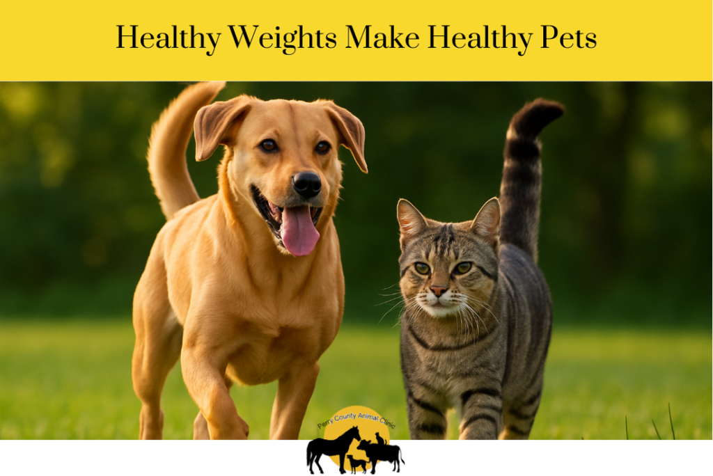 Healthy Weights Make Healthy Pets