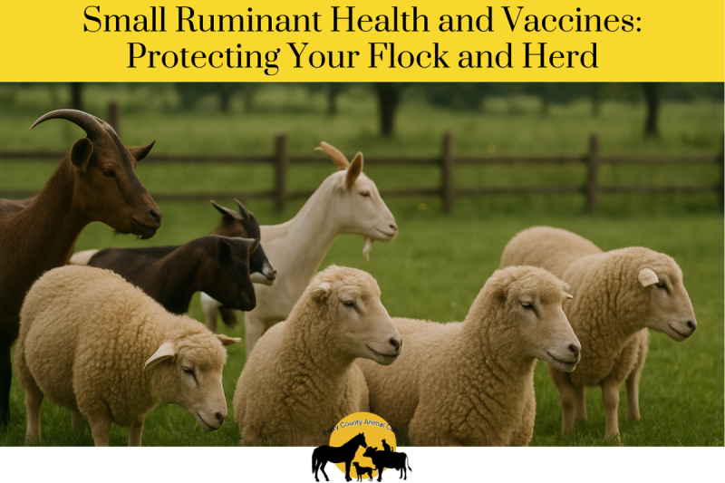 Small Ruminant Health and Vaccines Protecting Your Flock and Herd